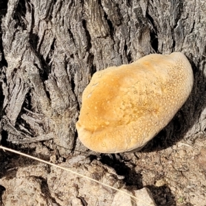 zz Polypore (shelf/hoof-like) at Stromlo, ACT - 4 Feb 2022