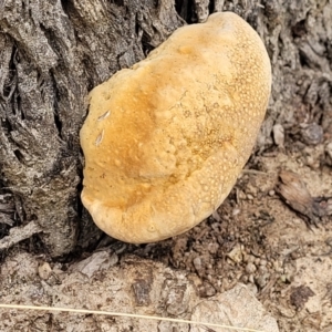 zz Polypore (shelf/hoof-like) at Stromlo, ACT - 4 Feb 2022