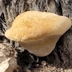 zz Polypore (shelf/hoof-like) at Stromlo, ACT - 4 Feb 2022