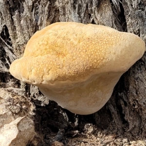 zz Polypore (shelf/hoof-like) at Stromlo, ACT - 4 Feb 2022