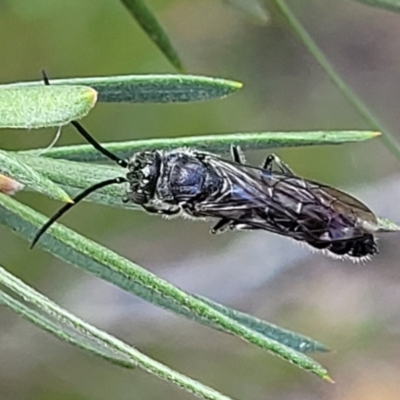 Tiphiidae (family) (Unidentified Smooth flower wasp) at Stromlo, ACT - 4 Feb 2022 by trevorpreston
