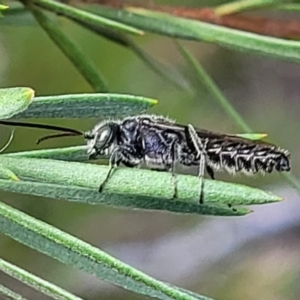 Tiphiidae (family) at Stromlo, ACT - 4 Feb 2022 04:25 PM