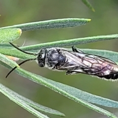 Tiphiidae (family) at Stromlo, ACT - 4 Feb 2022 04:25 PM