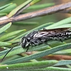 Tiphiidae (family) at Stromlo, ACT - 4 Feb 2022 04:25 PM