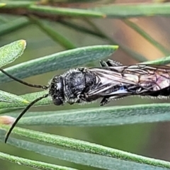 Tiphiidae (family) at Stromlo, ACT - 4 Feb 2022 04:25 PM