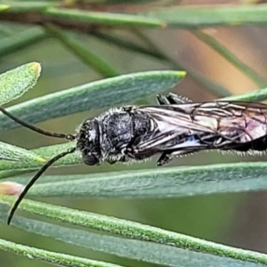 Tiphiidae (family) at Stromlo, ACT - 4 Feb 2022 04:25 PM