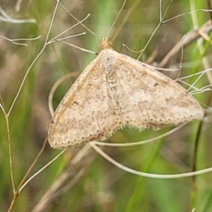 Scopula rubraria at Stromlo, ACT - 4 Feb 2022 04:17 PM