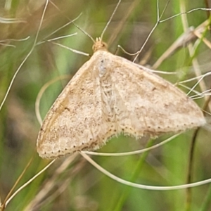 Scopula rubraria at Stromlo, ACT - 4 Feb 2022 04:17 PM