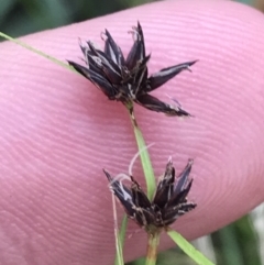 Schoenus apogon (Common Bog Sedge) at Hughes, ACT - 3 Feb 2022 by Tapirlord