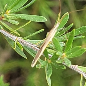 Mutusca brevicornis at Stromlo, ACT - 4 Feb 2022