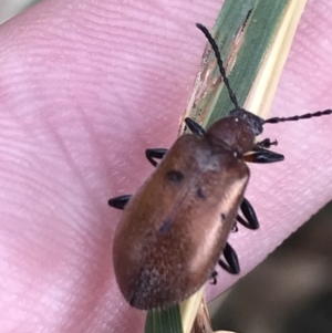 Ecnolagria grandis at Garran, ACT - 3 Feb 2022 05:44 PM