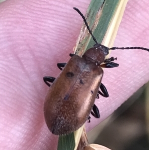 Ecnolagria grandis at Garran, ACT - 3 Feb 2022