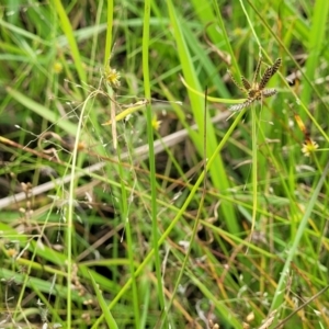 Cyperus sanguinolentus at Stromlo, ACT - 4 Feb 2022