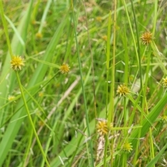 Cyperus sphaeroideus at Stromlo, ACT - 4 Feb 2022 03:55 PM