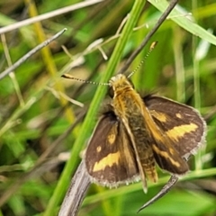 Taractrocera papyria (White-banded Grass-dart) at Stromlo, ACT - 4 Feb 2022 by tpreston