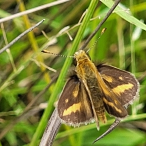 Taractrocera papyria at Stromlo, ACT - 4 Feb 2022