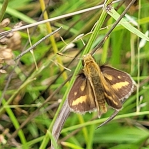 Taractrocera papyria at Stromlo, ACT - 4 Feb 2022