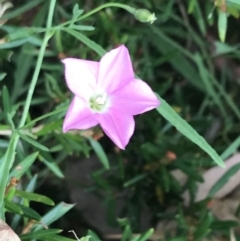 Convolvulus angustissimus subsp. angustissimus (Australian Bindweed) at Hughes, ACT - 3 Feb 2022 by Tapirlord