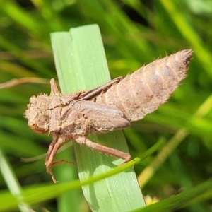 Anisoptera (suborder) at Stromlo, ACT - 4 Feb 2022