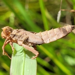 Anisoptera (suborder) at Stromlo, ACT - 4 Feb 2022