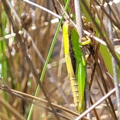 Bermius brachycerus (A grasshopper) at Stromlo, ACT - 4 Feb 2022 by tpreston