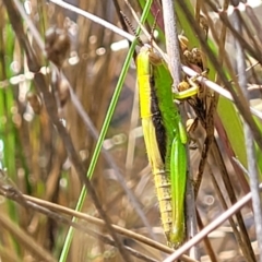 Bermius brachycerus (A grasshopper) at Stromlo, ACT - 4 Feb 2022 by trevorpreston