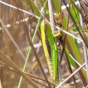 Bermius brachycerus at Stromlo, ACT - 4 Feb 2022