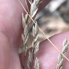 Poa sieberiana (Poa Tussock) at Hughes, ACT - 3 Feb 2022 by Tapirlord