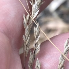 Poa sieberiana at Hughes, ACT - 3 Feb 2022 05:47 PM