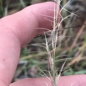 Aristida ramosa at Hughes, ACT - 3 Feb 2022 05:48 PM