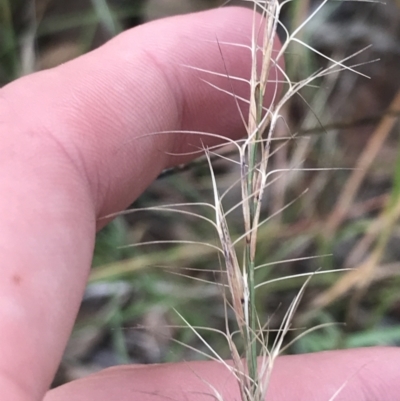 Aristida ramosa (Purple Wire Grass) at Hughes, ACT - 3 Feb 2022 by Tapirlord