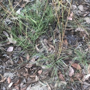 Aristida ramosa at Hughes, ACT - 3 Feb 2022 05:48 PM