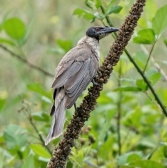 Philemon corniculatus (Noisy Friarbird) at Stromlo, ACT - 4 Feb 2022 by Kenp12