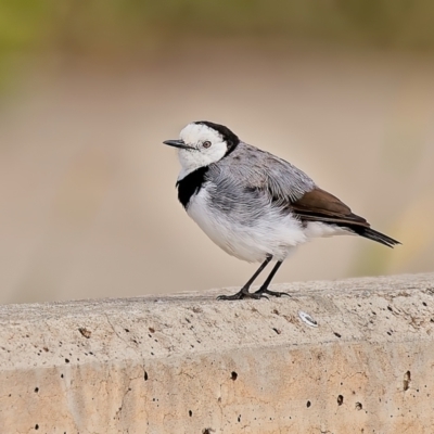 Epthianura albifrons (White-fronted Chat) - 2 Feb 2022 by Kenp12