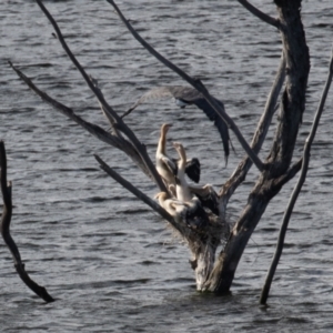 Haliaeetus leucogaster at Coree, ACT - 4 Feb 2022 08:46 AM