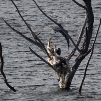 Haliaeetus leucogaster (White-bellied Sea-Eagle) at Coree, ACT - 4 Feb 2022 by rawshorty