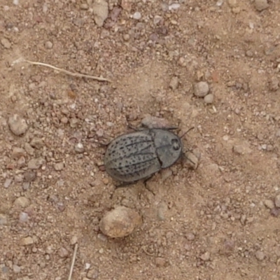 Helea ovata (Pie-dish beetle) at Ginninderry Conservation Corridor - 4 Feb 2022 by GirtsO