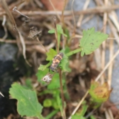 Coccinella transversalis (Transverse Ladybird) at Goulburn Wetlands - 1 Feb 2022 by Rixon