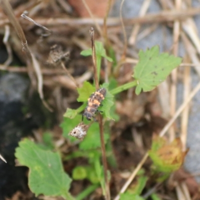 Coccinella transversalis (Transverse Ladybird) at Goulburn Wetlands - 1 Feb 2022 by Rixon