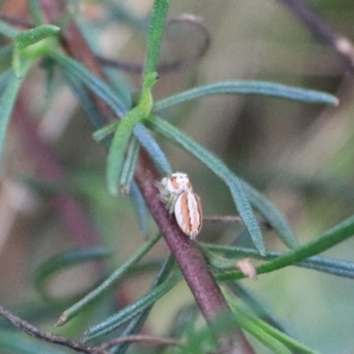 Opisthoncus abnormis (Long-legged Jumper) at Goulburn, NSW - 2 Feb 2022 by Rixon