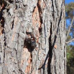 Rutilia (Donovanius) sp. (genus & subgenus) (A Bristle Fly) at Kambah, ACT - 4 Feb 2022 by HelenCross