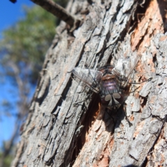 Rutilia (Donovanius) sp. (genus & subgenus) at Kambah, ACT - 4 Feb 2022