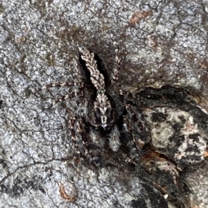 Clynotis severus at Jerrabomberra, NSW - 4 Feb 2022 05:19 PM