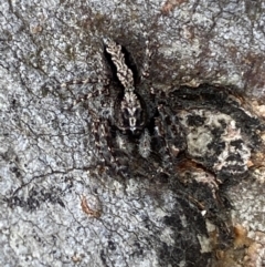 Clynotis severus at Jerrabomberra, NSW - 4 Feb 2022 05:19 PM