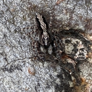 Clynotis severus at Jerrabomberra, NSW - 4 Feb 2022 05:19 PM