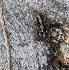 Clynotis severus at Jerrabomberra, NSW - 4 Feb 2022 05:19 PM