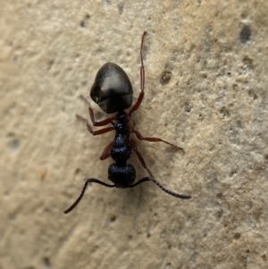 Dolichoderus scabridus at Googong, NSW - 4 Feb 2022 05:05 PM