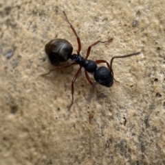 Dolichoderus scabridus at Googong, NSW - 4 Feb 2022 05:05 PM