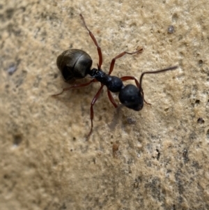 Dolichoderus scabridus at Googong, NSW - 4 Feb 2022 05:05 PM