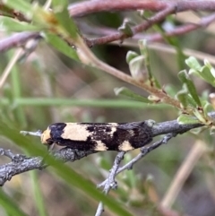Palimmeces leucopelta (A concealer moth) at Googong, NSW - 4 Feb 2022 by SteveBorkowskis